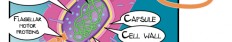 prokaryotic cel