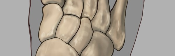 Foot